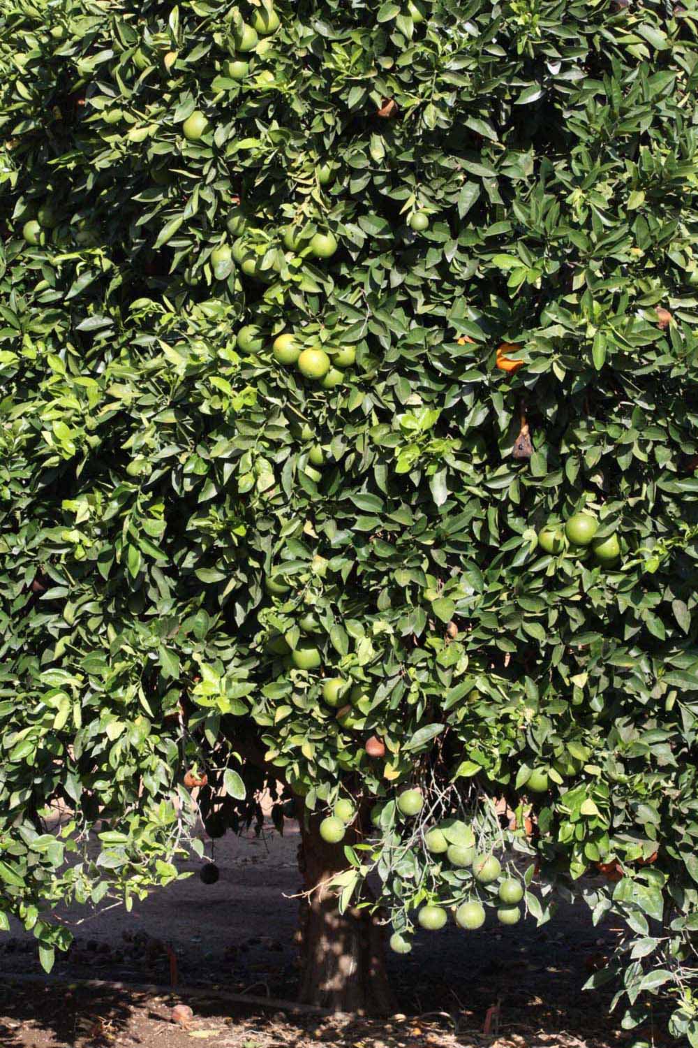            Habit (Riverside, CA)   